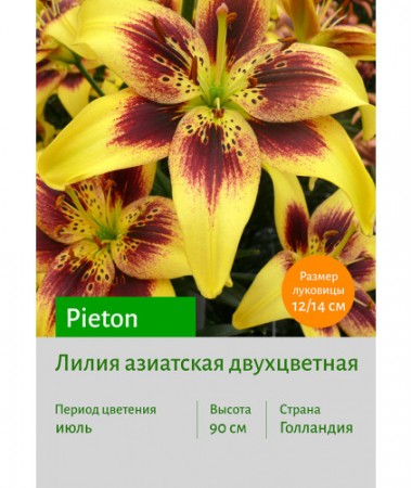 Лилия Pieton