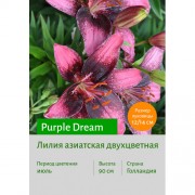 Лилия Purple Dream