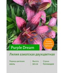 Лилия Purple Dream