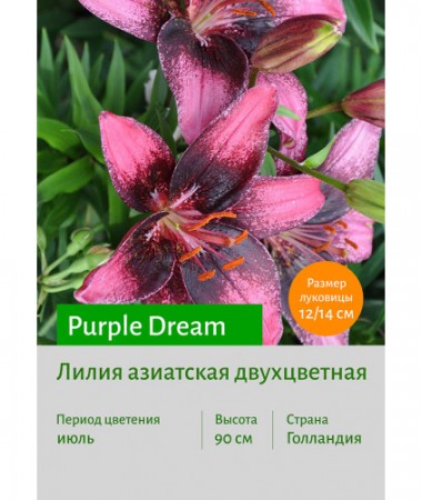 Лилия Purple Dream