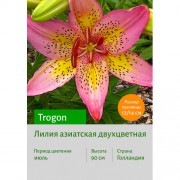 Лилия Trogon