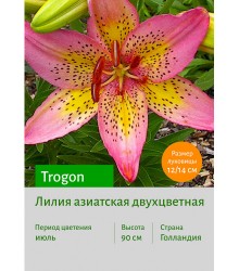 Лилия Trogon