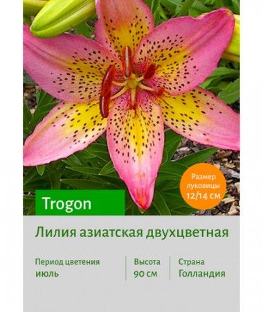 Лилия Trogon