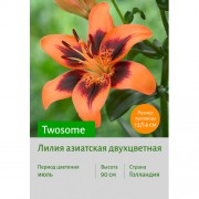 Лилия Twosome
