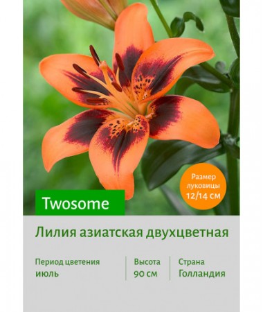 Лилия Twosome