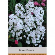 Флокс Europa