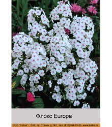 Флокс Europa