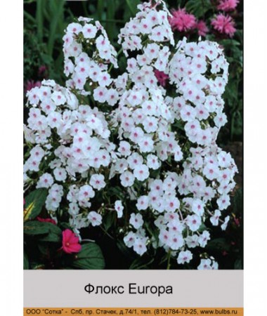 Флокс Europa