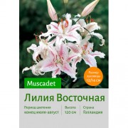 Лилия Muscadet