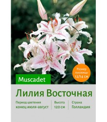 Лилия Muscadet
