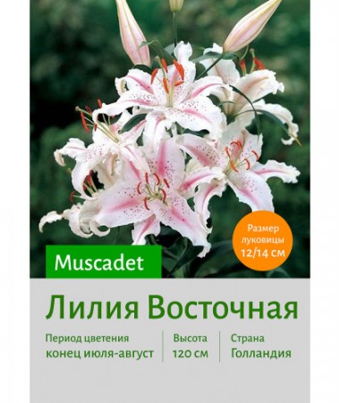 Лилия Muscadet