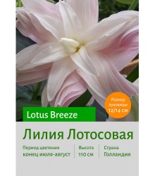 Лилия Lotus Breeze