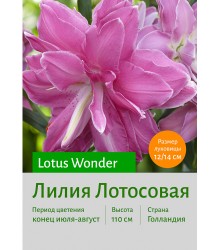 Лилия Lotus Wonder