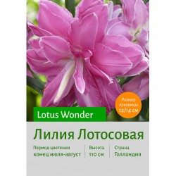 Лилия Lotus Wonder