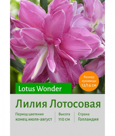 Лилия Lotus Wonder