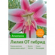 Лилия Anastasia