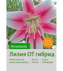 Лилия Anastasia
