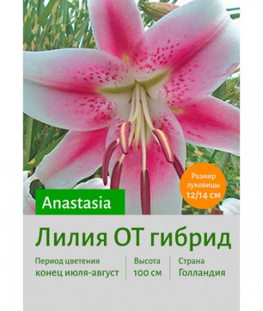 Лилия Anastasia