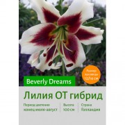 Лилия Beverly Dream