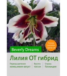 Лилия Beverly Dream