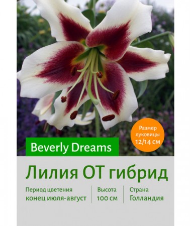 Лилия Beverly Dream