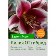 Лилия Eastern Moon