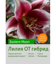 Лилия Eastern Moon