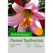 Лилия Pink Perfection
