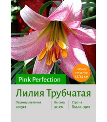 Лилия Pink Perfection
