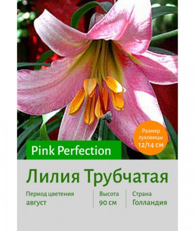 Лилия Pink Perfection