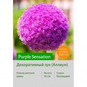 Аллиум Purple Sensation