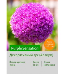 Аллиум Purple Sensation
