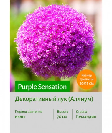 Аллиум Purple Sensation