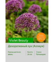 Аллиум Violet Beauty