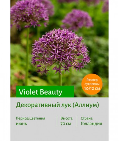 Аллиум Violet Beauty