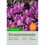 Безвременник Cilicicum