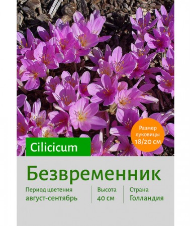Безвременник Cilicicum