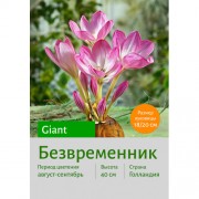 Безвременник Giant