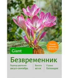 Безвременник Giant