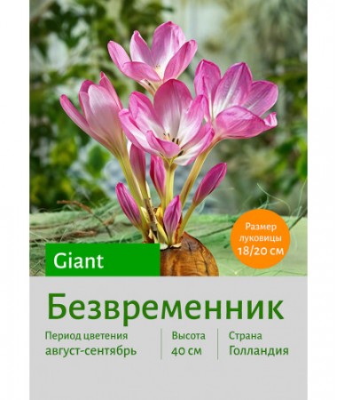 Безвременник Giant