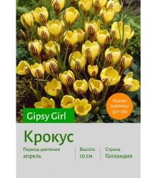 Крокус Gipsy Girl