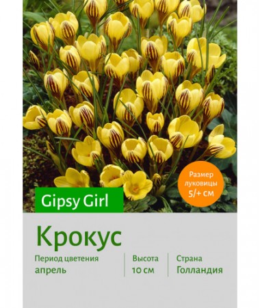Крокус Gipsy Girl