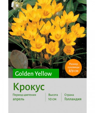Крокус Golden Yellow