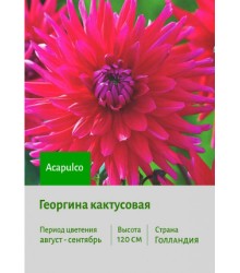 Георгина Acapulco Георгина Acapulco