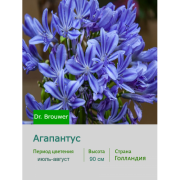 Агапантус Dr. Brouwer