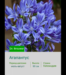Агапантус Dr. Brouwer
