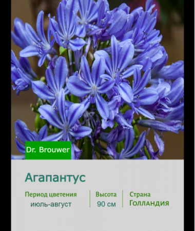 Агапантус Dr. Brouwer