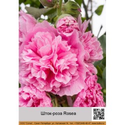 Шток-роза Rosea