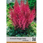 Астильба китайская Maggie Daley
