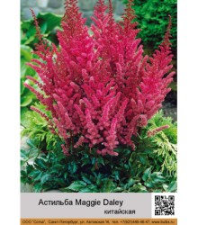 Астильба китайская Maggie Daley